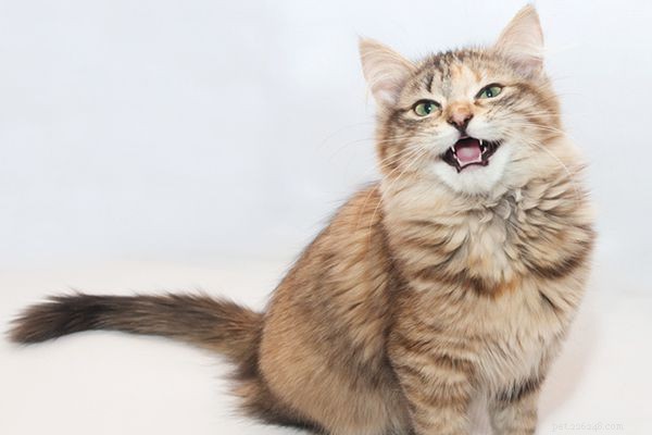 11 emergenze di gatti che richiedono l attenzione immediata del veterinario