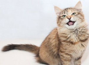11 kattnödsituationer som kräver omedelbar veterinärvård