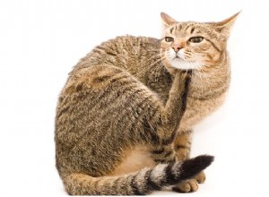 Skorpor på katter? Vad som orsakar dem och hur man behandlar dem