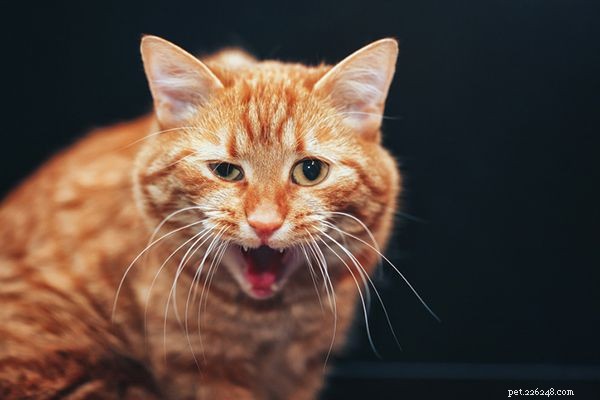 수의사의 즉각적인 주의가 필요한 고양이 응급 상황 11가지