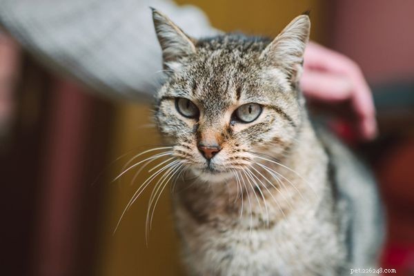 Verliest uw kat haar? 6 redenen voor haarverlies bij katten
