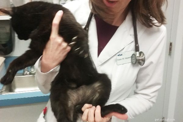 Votre chat perd-il ses poils ? 6 raisons de perte de poils chez les chats