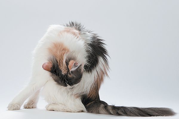 4 façons dont les fesses de chat peuvent vous donner une meilleure image de la santé de votre chat