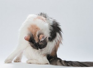 고양이 엉덩이가 고양이의 건강에 대한 더 큰 그림을 제공하는 4가지 방법
