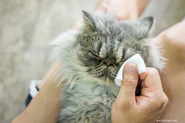 Vad orsakar vattniga kattögon och behöver du besöka en veterinär?