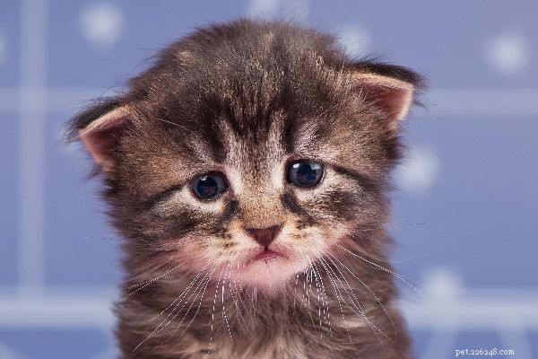 Co způsobuje vodnaté kočičí oči a musíte navštívit veterináře?