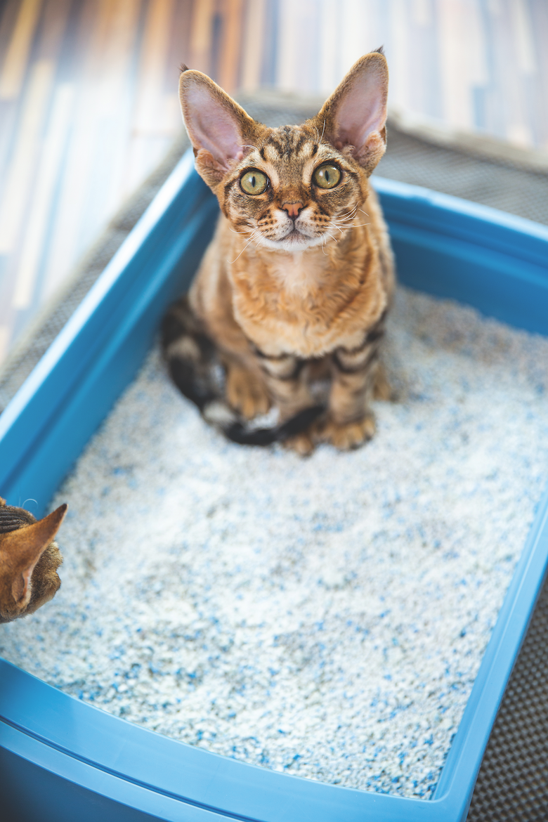 11 musts voor kattenbaktraining