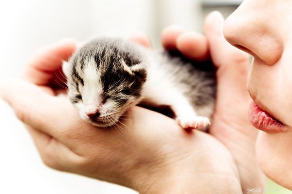 Qu est-ce que le syndrome du chaton décoloré et pourquoi tant de chatons adoptifs en meurent ?
