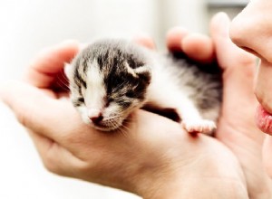 退色する子猫症候群とは何ですか？なぜ多くの里子猫がそれで死ぬのですか？ 
