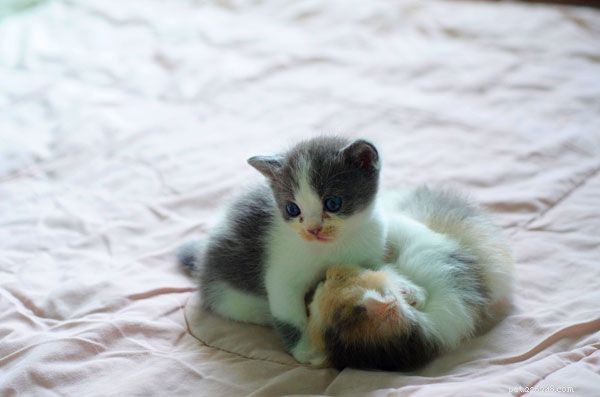 Cos è la sindrome del gattino sbiadito e perché così tanti gattini adottivi muoiono a causa di essa?