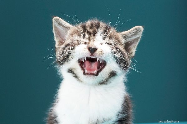 Dentição do gatinho:5 dicas para parar de morder o gatinho