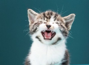 子猫の歯が生える：子猫の噛みつきを止めるための5つのヒント 