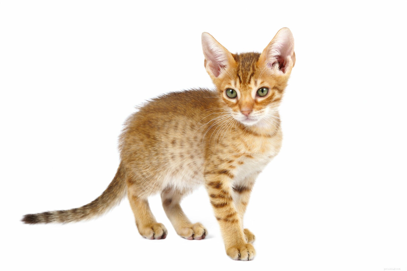 Tips om een ​​nieuw kitten aan een vaste kat te introduceren