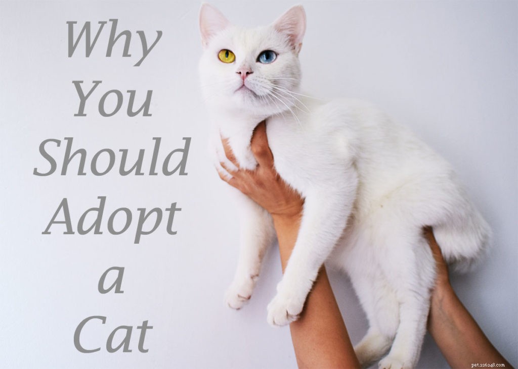 Perché dovresti adottare un gatto?