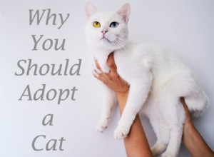 Por que você deve adotar um gato?