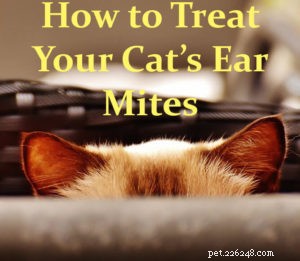 고양이의 귀 진드기와 치료 