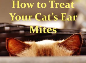 고양이의 귀 진드기와 치료 