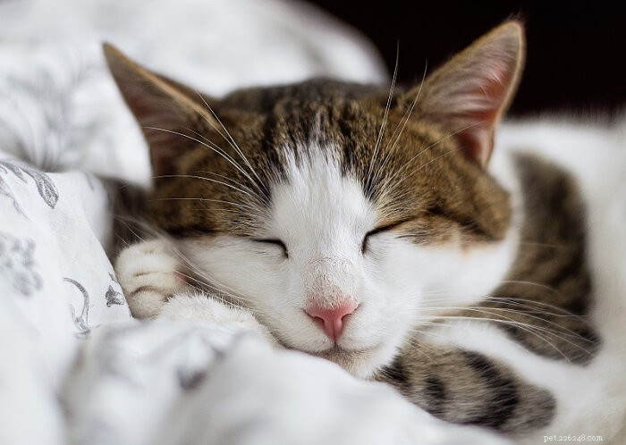 Jak odstranit zápach kočičí moči z matrace?