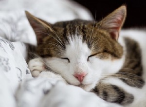 Jak odstranit zápach kočičí moči z matrace?