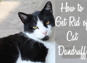 Comment se débarrasser des pellicules de chat ?