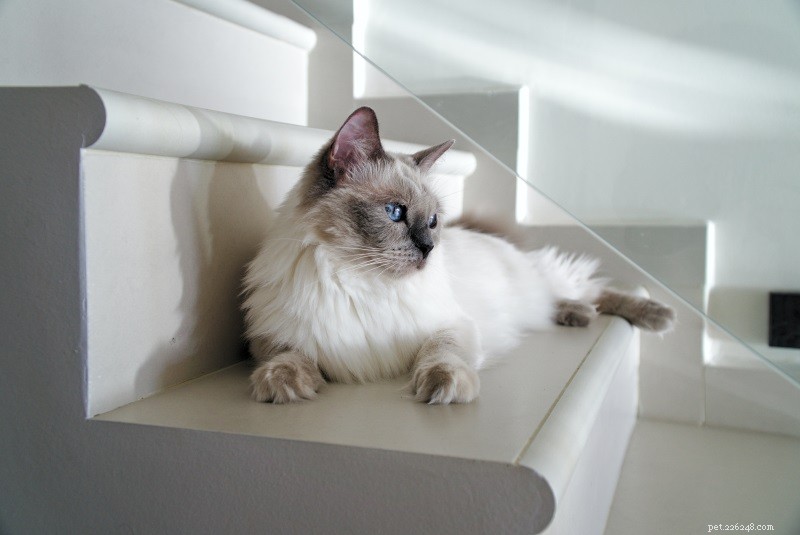 あなたが恋に落ちる魅力的な青い目の猫の品種 