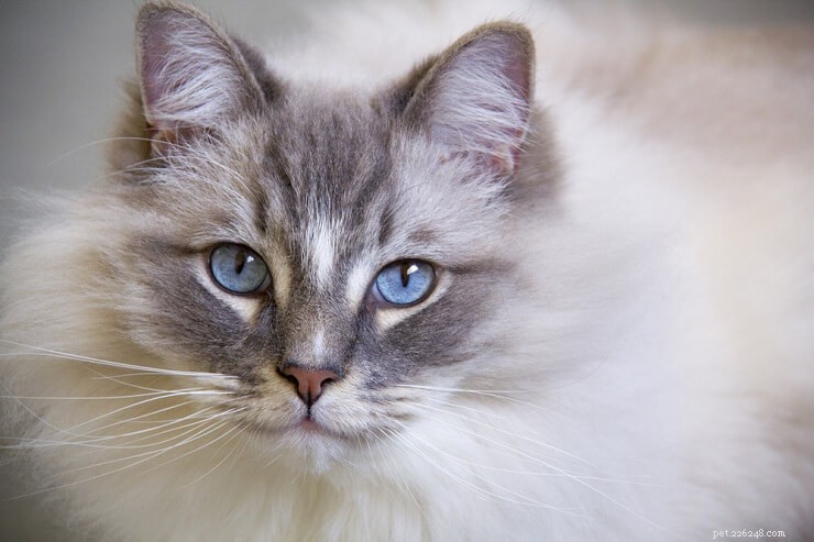 Neodolatelné modrooké kočky, které si zamilujete
