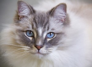 Породы неотразимых голубоглазых кошек, в которых вы влюбитесь