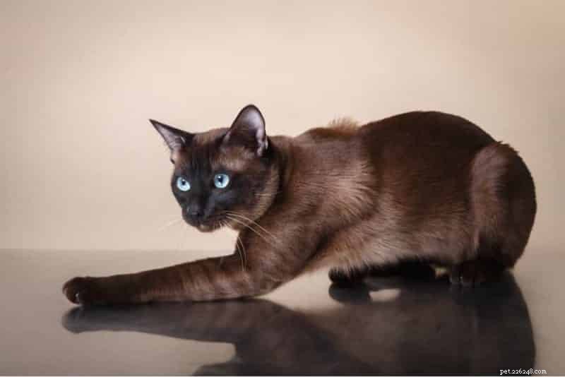 Irresistibili razze di gatti dagli occhi azzurri di cui ti innamorerai