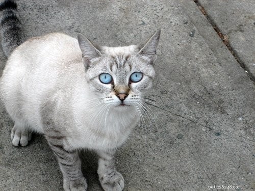 사랑에 빠지게 될 참을 수 없는 파란 눈 고양이 품종