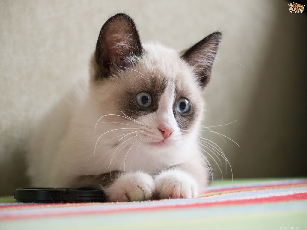 Onweerstaanbare kattenrassen met blauwe ogen waar je verliefd op zult worden