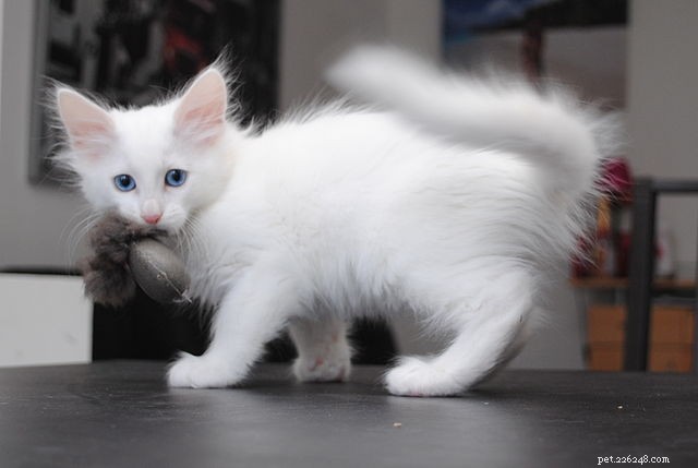 Irresistibili razze di gatti dagli occhi azzurri di cui ti innamorerai