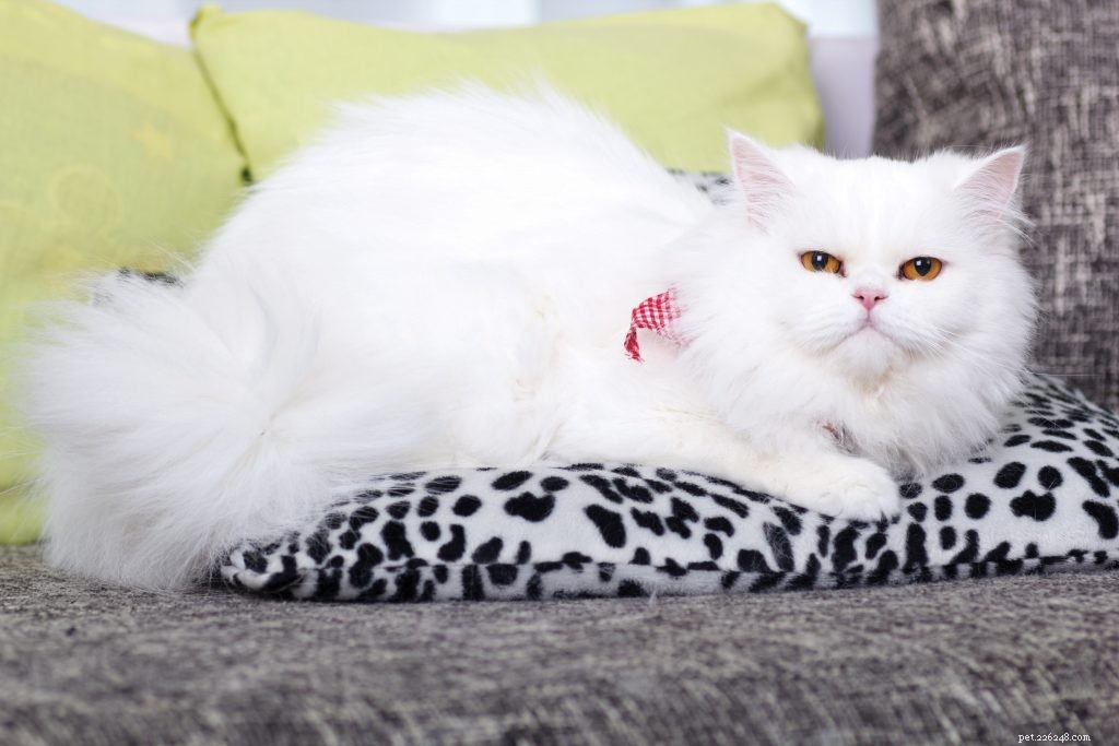 Péče o perskou kočku:Kompletní průvodce