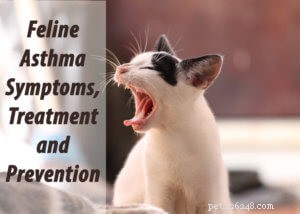 Sintomas, tratamento e prevenção da asma felina