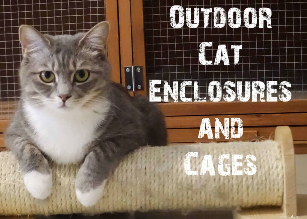 Les 5 meilleurs enclos et cages pour chats d extérieur