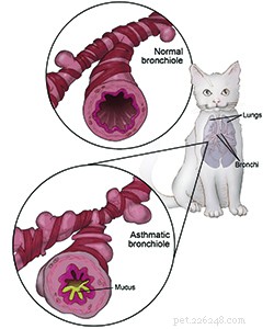 고양이 천식 증상, 치료 및 예방