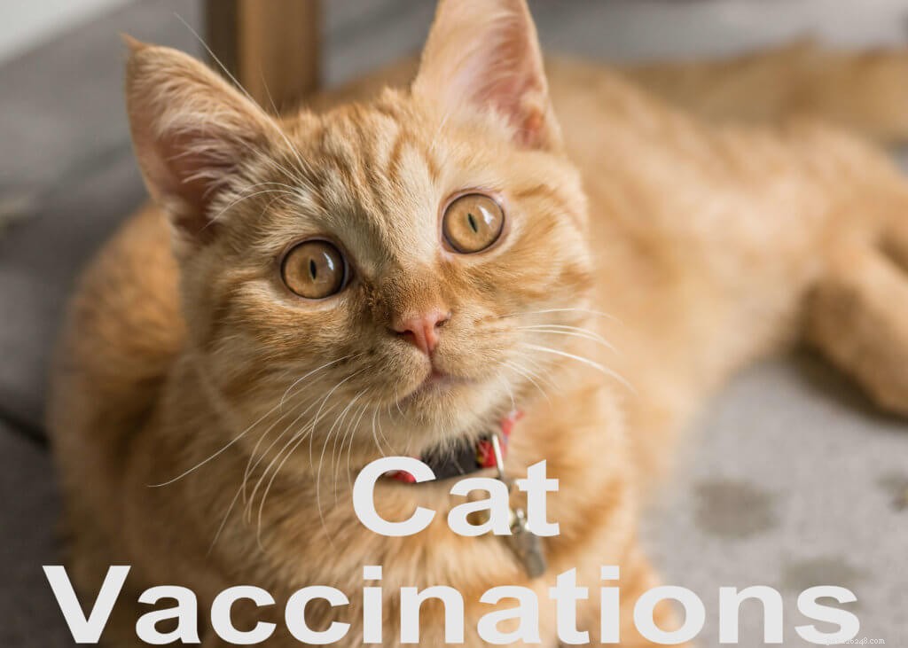 Kattvaccinationer:skydd, schema och säkerhet