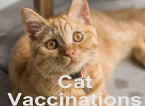Vaccinations pour chats :protection, calendrier et sécurité