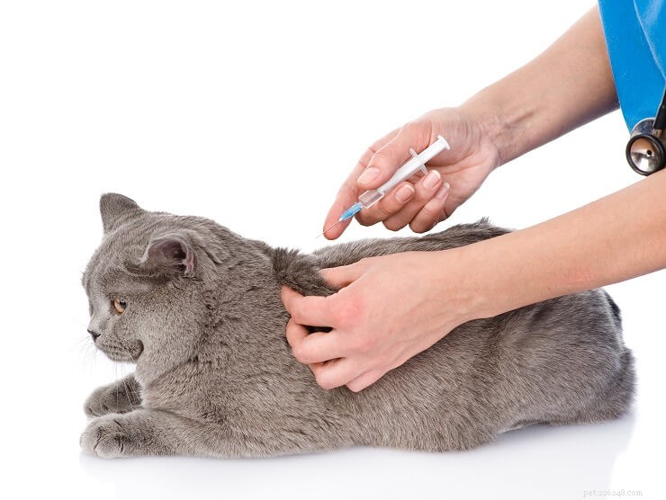 Вакцинация кошек:защита, расписание и безопасность