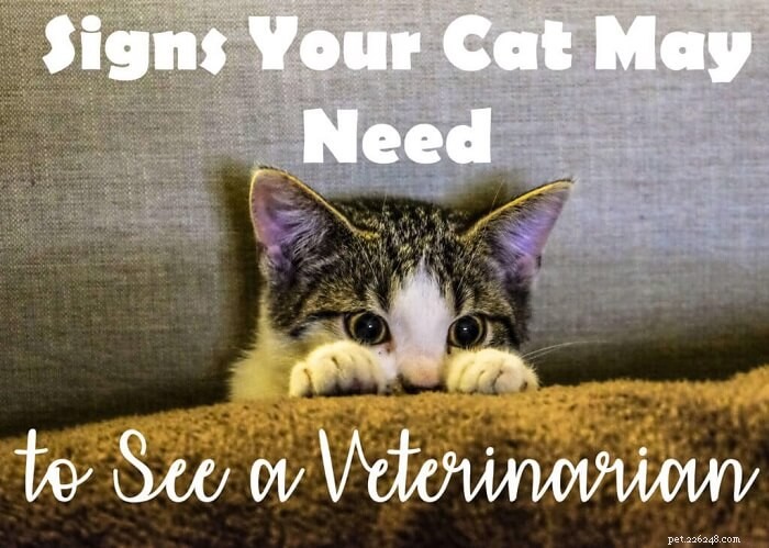 Znamení, že vaše kočka může potřebovat navštívit veterináře