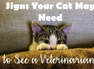 Tecken på att din katt kan behöva träffa en veterinär