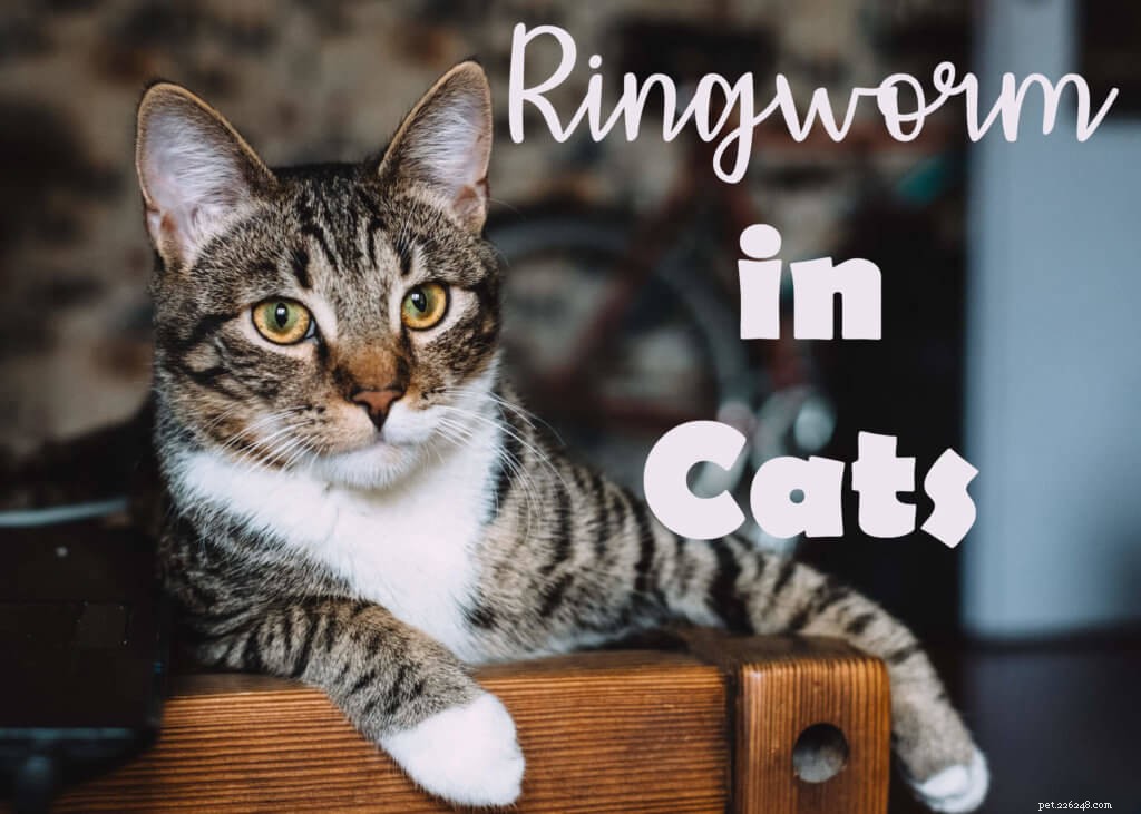 Ringworm bij katten:symptomen, behandeling en preventie