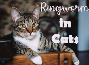 Ringorm hos katter:symtom, behandling och förebyggande