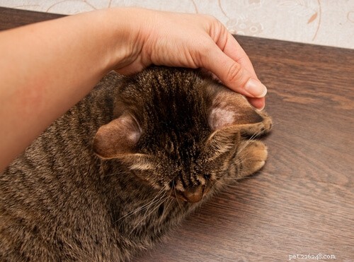 Ringorm hos katter:symtom, behandling och förebyggande
