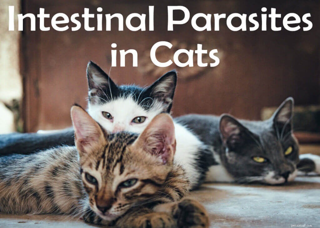 Darmparasieten bij katten:symptomen, behandeling en preventie