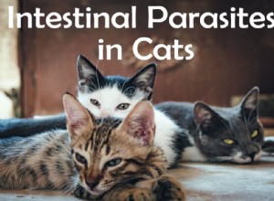 Střevní parazité u koček:Příznaky, léčba a prevence
