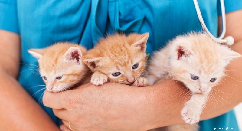 Střevní parazité u koček:Příznaky, léčba a prevence