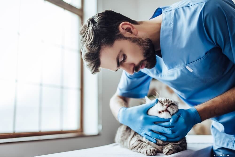 Darmparasieten bij katten:symptomen, behandeling en preventie