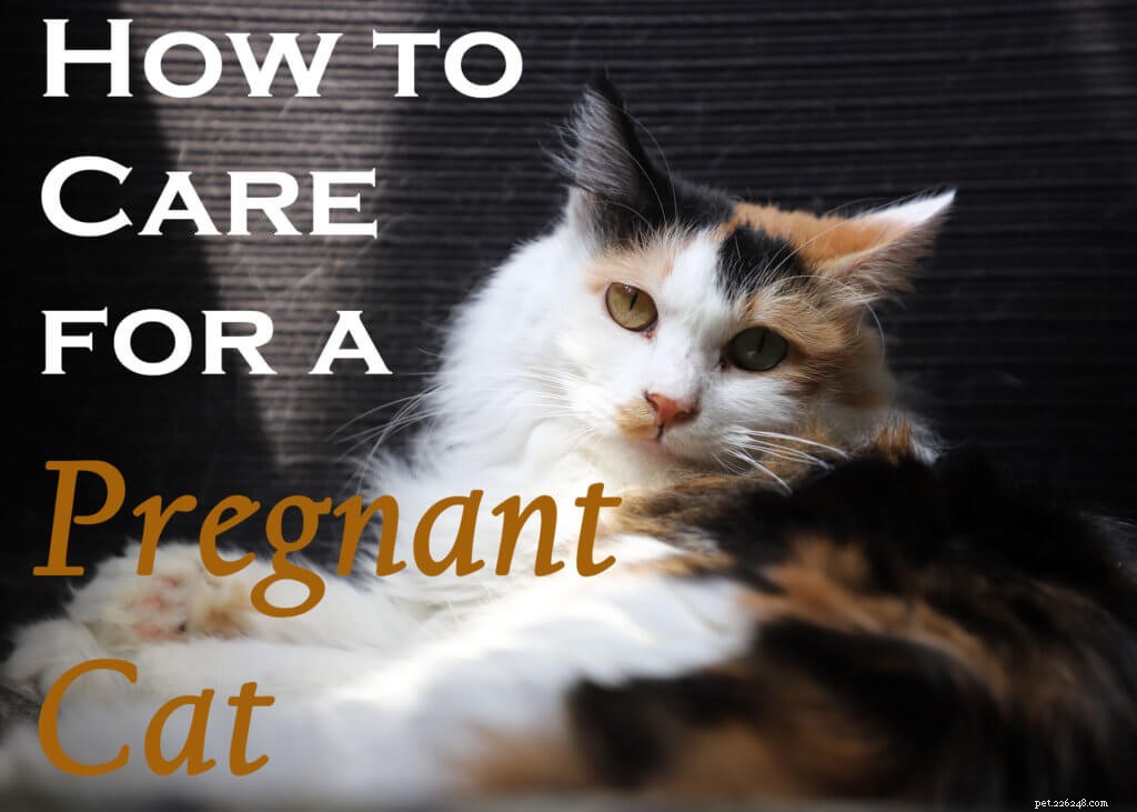 임신한 고양이를 돌보는 방법