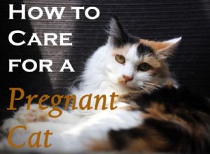 임신한 고양이를 돌보는 방법