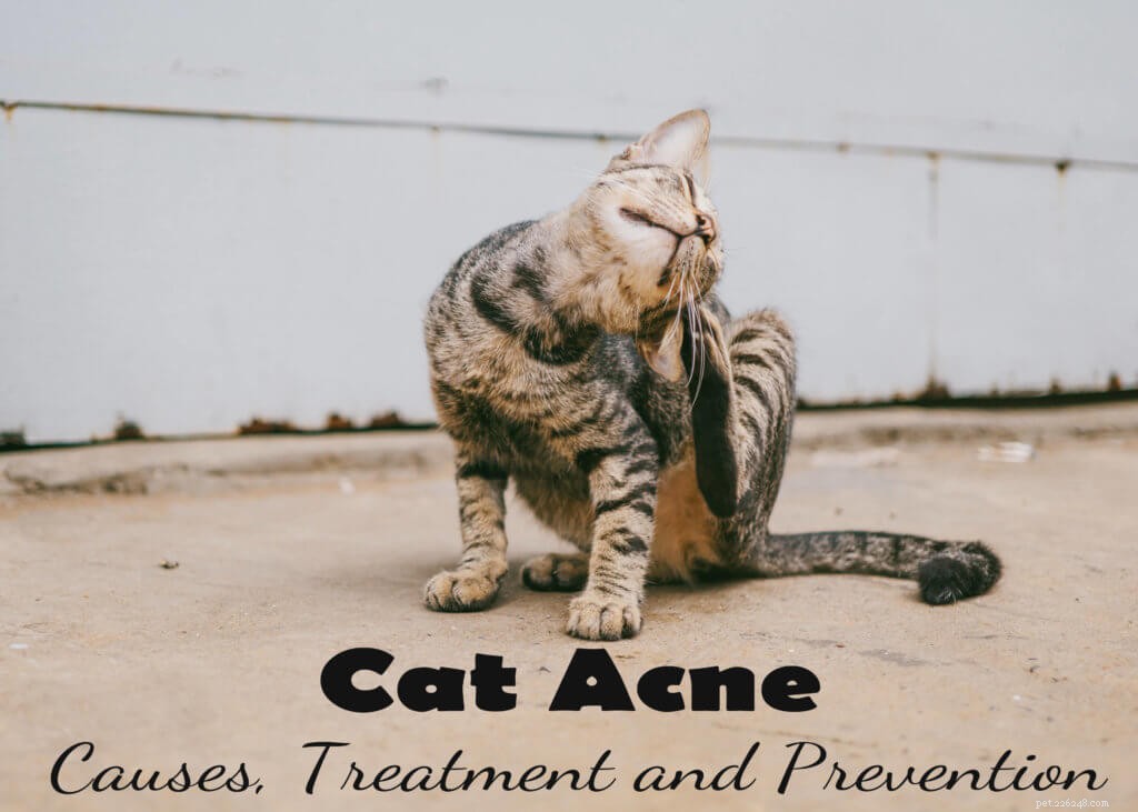 Прыщи у кошек:причины, лечение и профилактика